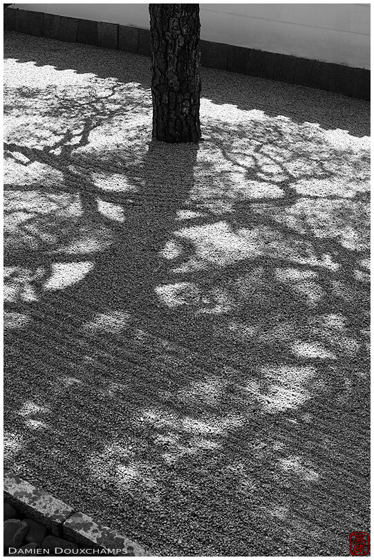 Tree shadow on rock garden, Shokoku-ji temple