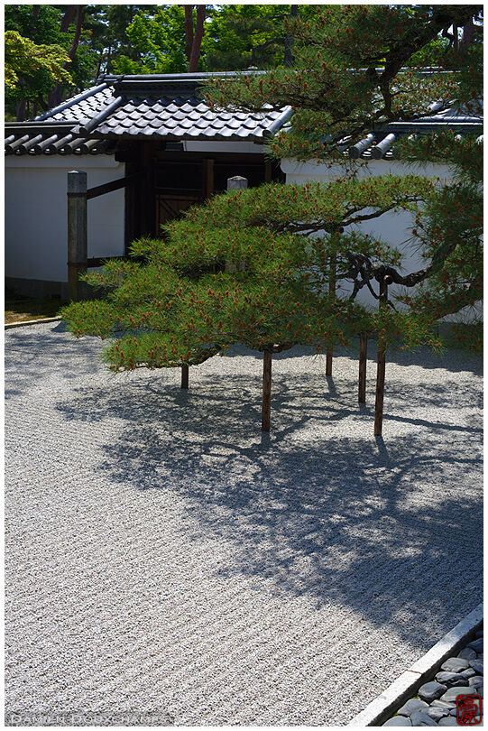 Pine tree resting over rock garden, Shokoku-ji temple