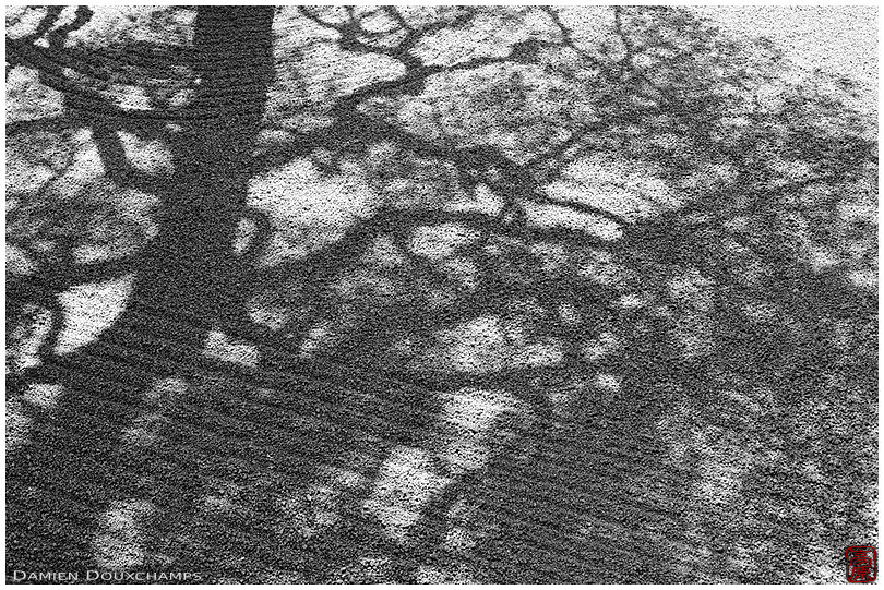 Tree shadow on rock garden, Shokoku-ji temple
