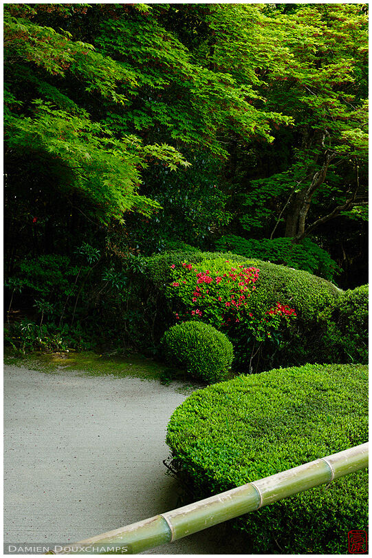 Early satsuki bushes in Shisen-do temple gardens