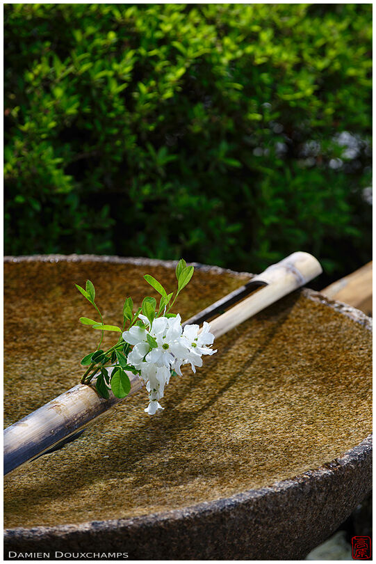Floral decoration on water basin in Enko-ji temple's zen garden
