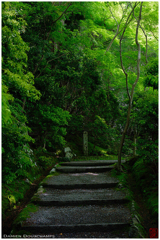 Path to Ruriko-in temple in spring