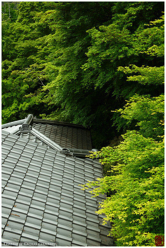 Ruriko-in temple's roof in the spring forest