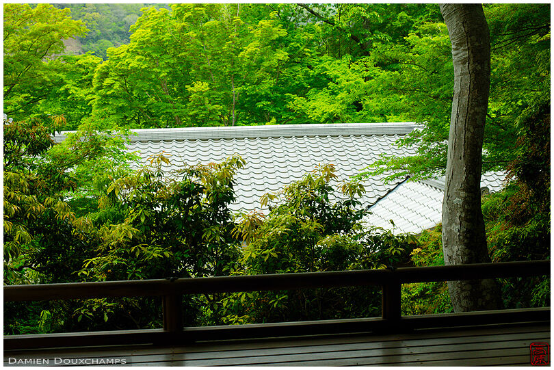 Temple roofs lost in spring foliage, Ruriko-in
