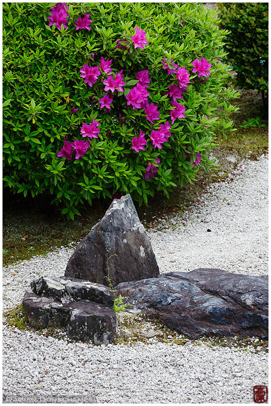 Rhododendron in rock garden, Toji-in temple