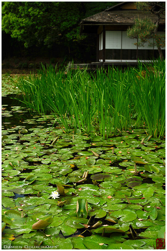 Water lilies pond with tea house, Shosei-en park