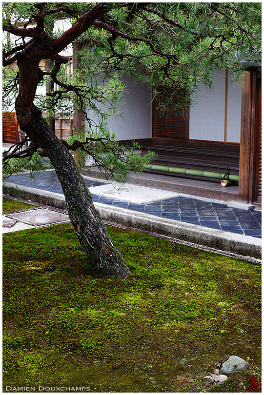 Old pine tree in moss garden, Ginkaku-ji temple