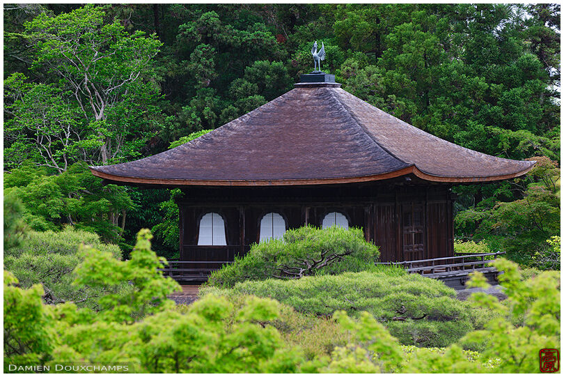 Silver Pavilion emerging from Ginkaku-ji temple gardens canopy