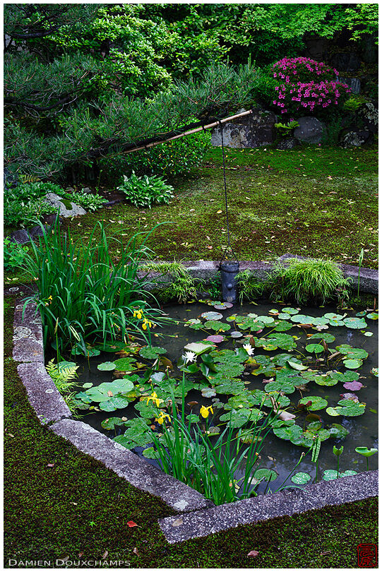 Small pond in moss garden, Honpo-ji temple, Kyoto, Japan