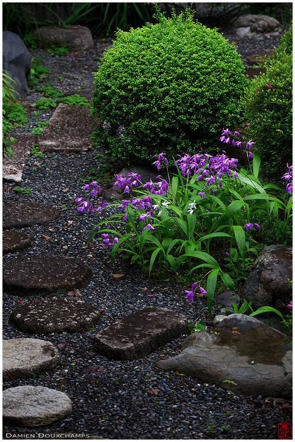 Step stones and flowers in small inner zen garden, Myoren-ji temple