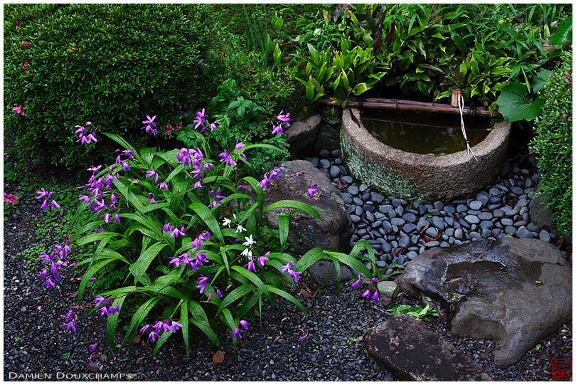 Flowers. water basin and bamboo ladle in small inner zen garden, Myoren-ji temple