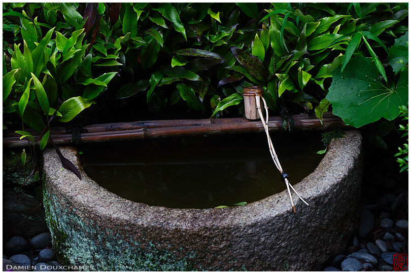 Lush vegetation surrounding washbasin with bamboo ladle, Myoren-ji temple
