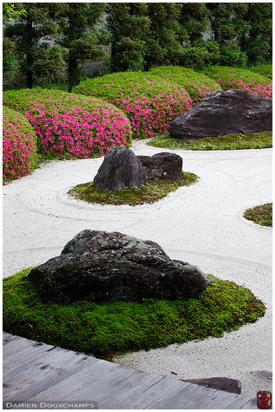 Rock garden with rhododendrons in bloom, Myoren-ji temple