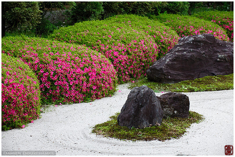 Rock garden with rhododendrons in bloom, Myoren-ji temple