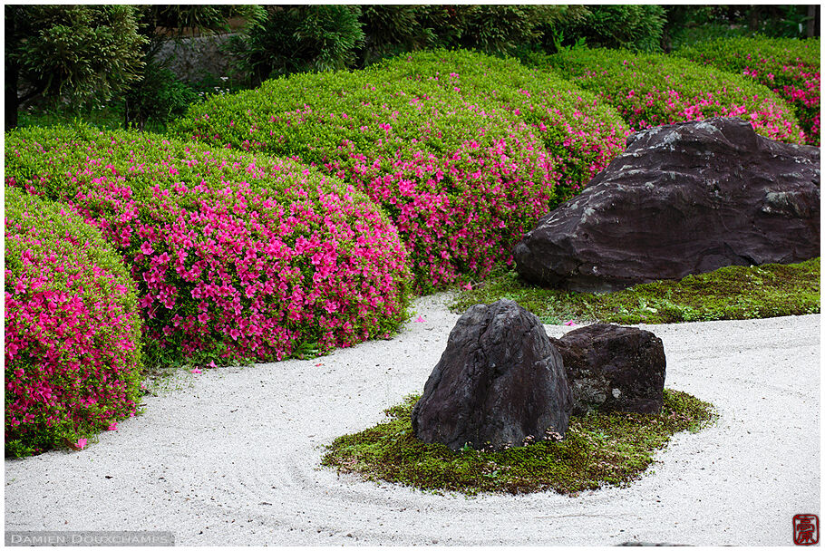 Rock garden with rhododendrons in bloom, Myoren-ji temple