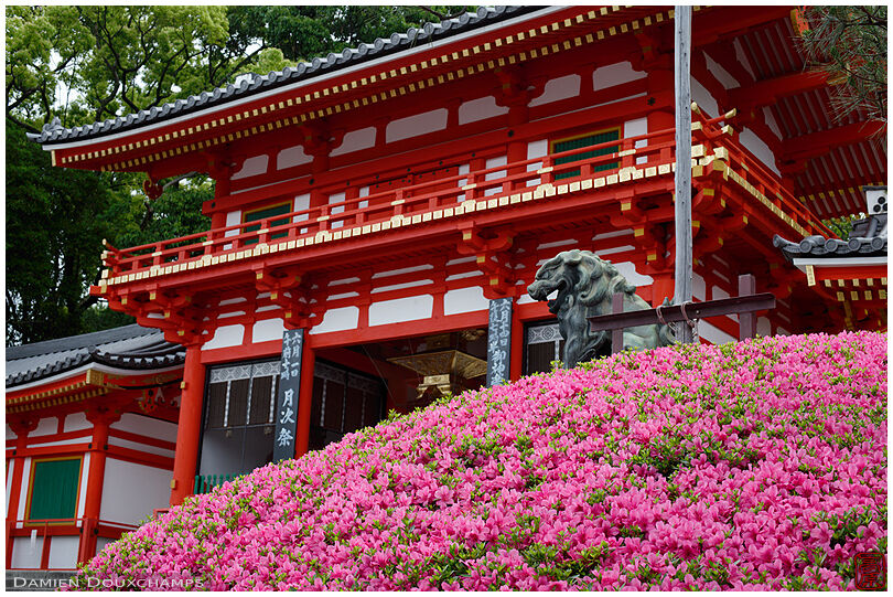 Rhododendrons in bloom, Yasaka shrine