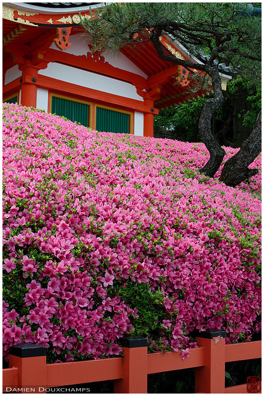 Rhododendrons in bloom, Yasaka shrine