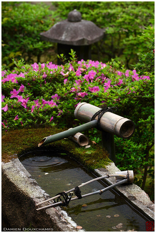 Water basin with coins, Shoren-in temple