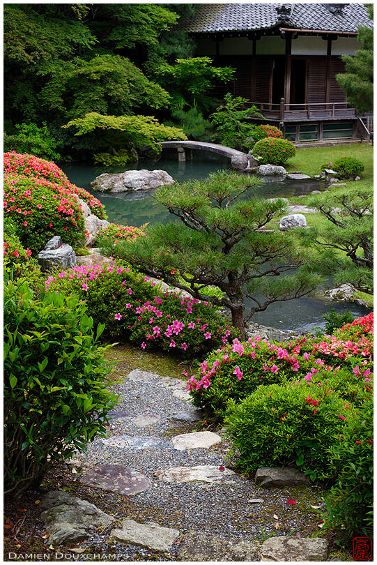 Rhododendrons in bloom, Shoren-in temple gardens