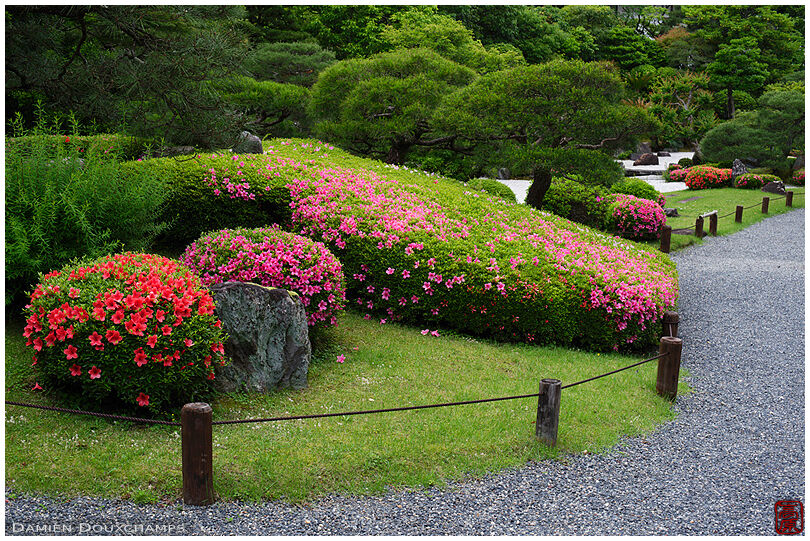 Rhododendrons in bloom, Chion-in zen gardens
