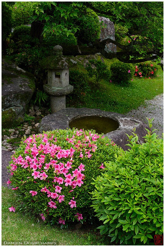 Rhododendron bush in zen garden, Chion-in temple