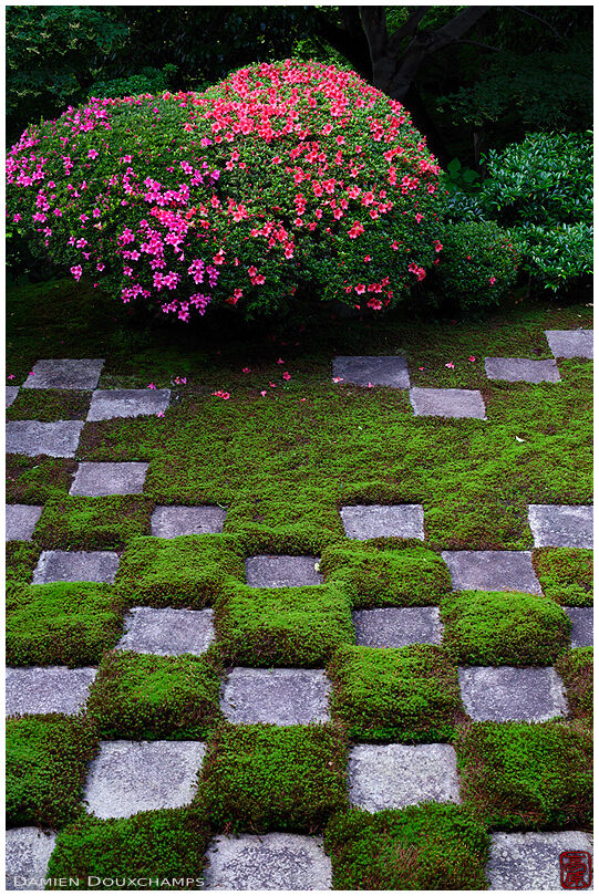 Moss garden with rhododendrons in bloom, Tofuku-ji temple