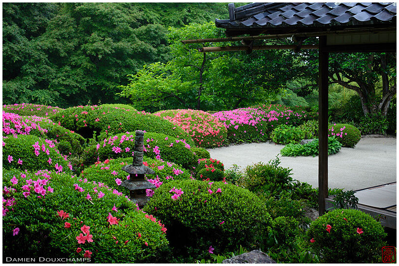 Rhododendrons in bloom in Shisen-do temple gardens