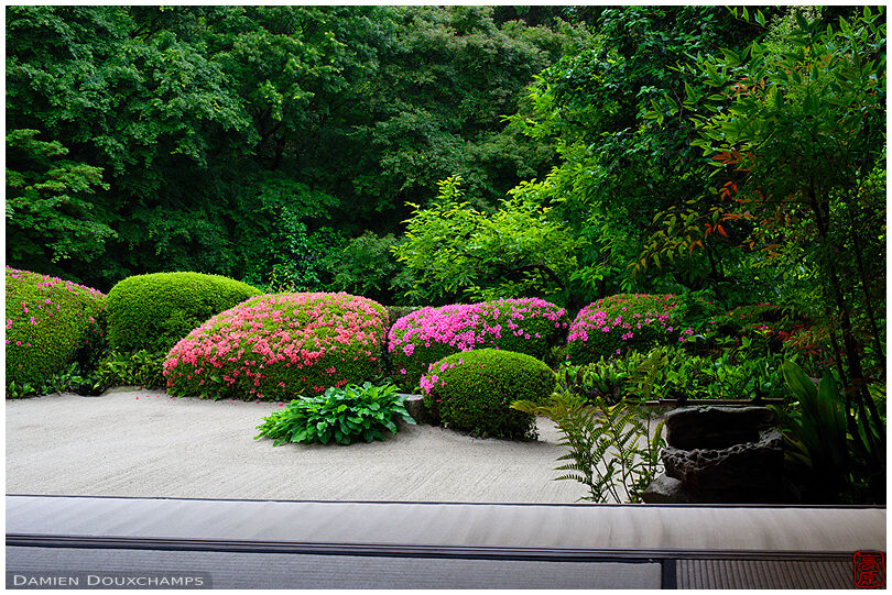 Lush vegetation and blooming rhododendrons from meditation hall, Shisen-do temple