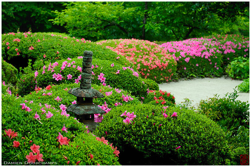 Miniature stone pagoda amon blooming rhododendrons, Shisen-do temple gardens
