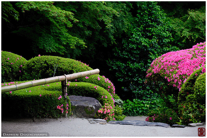 Blooming rhododendrons in Shisen-do temple gardens