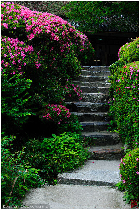 Stairs between blooming rhododendron bushes, Shisen-do temple