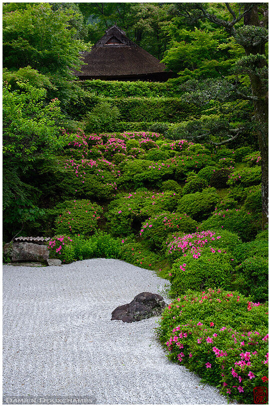 Rhododendrons in bloom around rock garden, Konpuku-ji temple