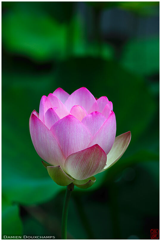 Lotus flower, Tenryu-ji temple