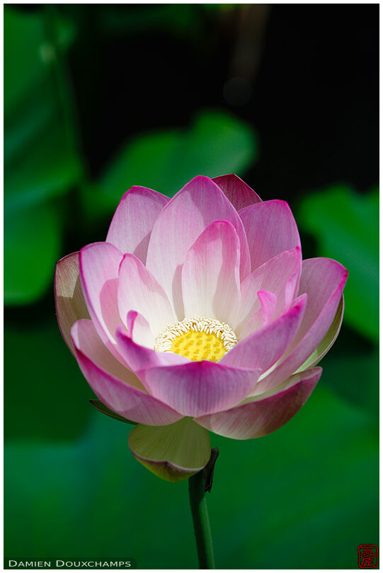 Lotus flower, Tenryu-ji temple