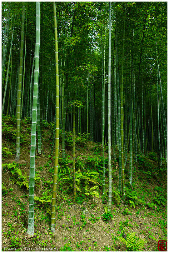 Bamboo forest, Tenryu-ji temple