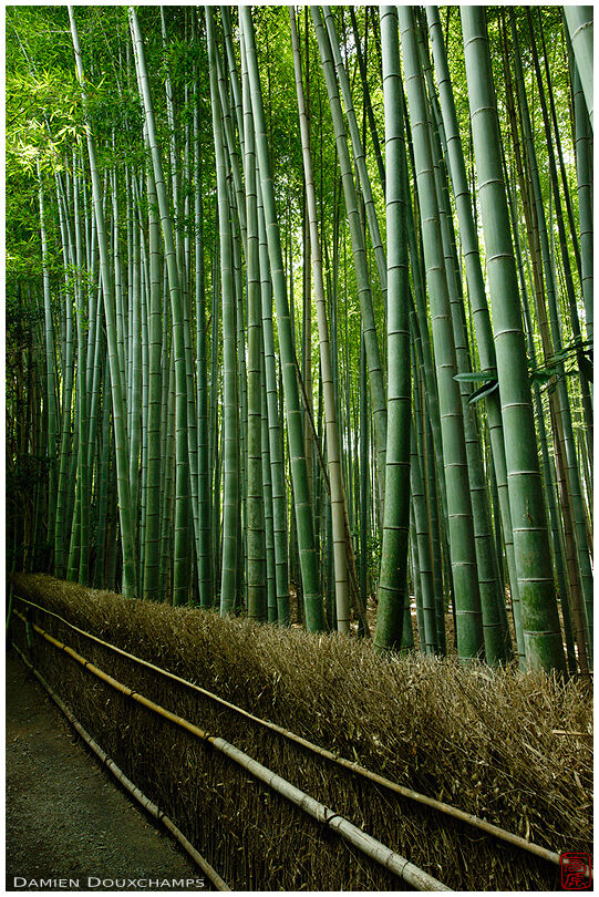 Bamboo alley, Giyo-ji temple