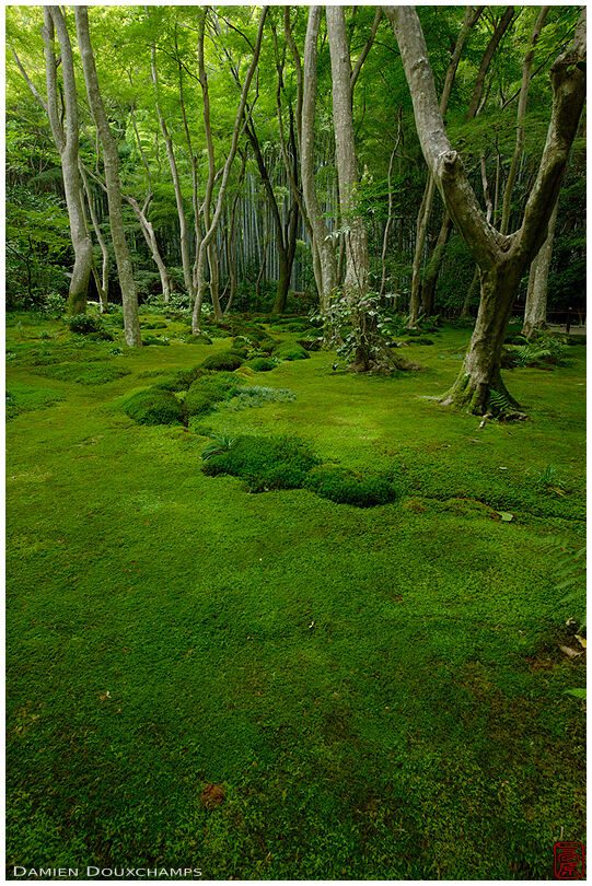 Moss garden, Giyo-ji temple