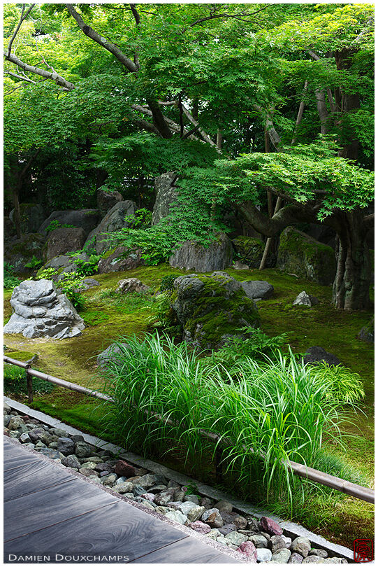 Lush green vegetations in the moss garden of Daruma-dera temple, Kyoto, Japan
