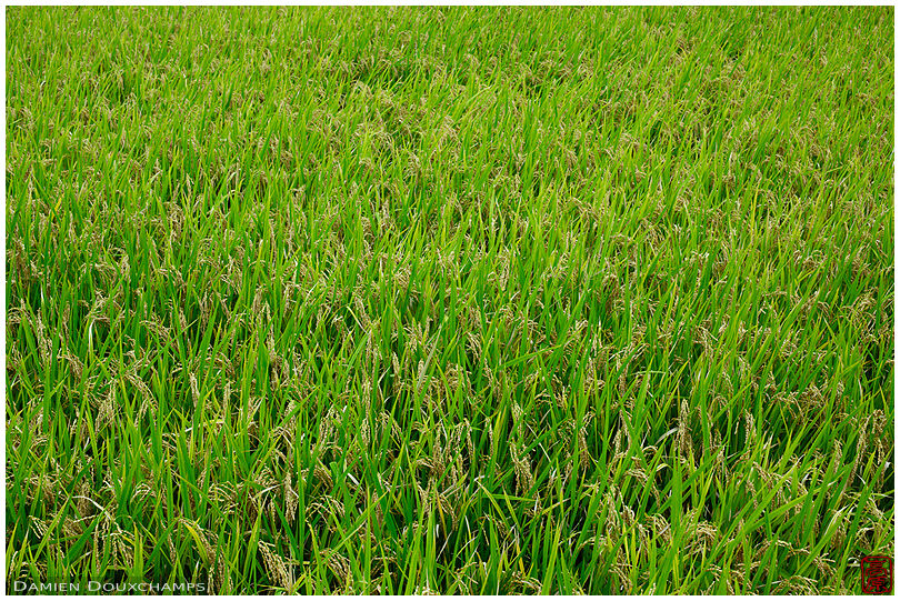 Rice field before harvest