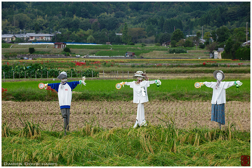 Scarecrows on rice fields, Kyoto countryside