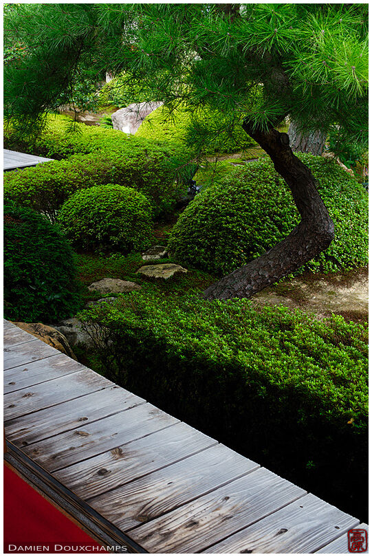 Twisted pine tree in Unryu-in temple zen garden
