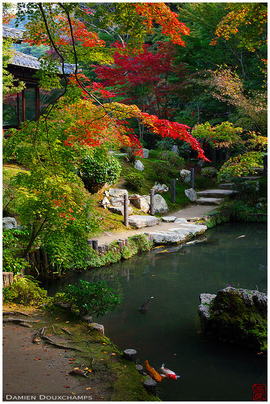 Pond with koi carps in autumn, Tenju-an temple