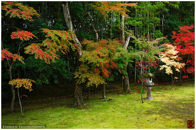 Moss garden in autumn, Koto-in temple