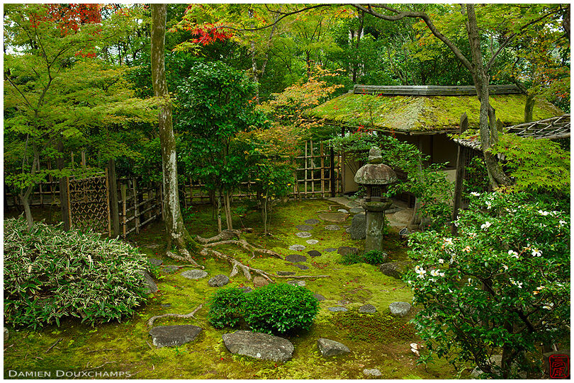 Stone lantern in moss garden, Daiho-in temple