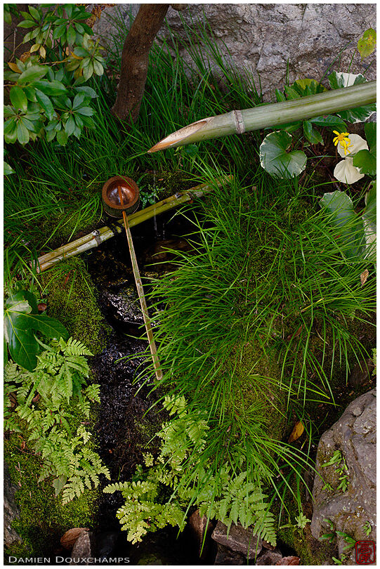 Vegetation covered tsukubai water basin, Taizo-in temple