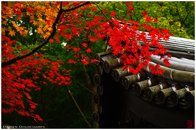 Autumn colours in Enko-ji temple