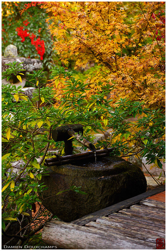 Tsukubai water basin in autumn, Hosen-in temple