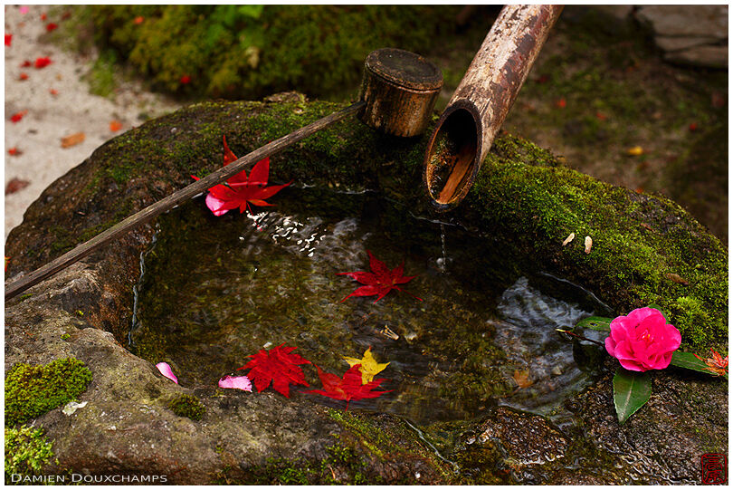 Tsukubai water basin with red maple leaves and pink flower, Hosen-in temple