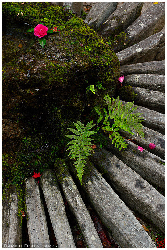 Ferns and stone arrangement at the foot of a tsukubai water basin in Hosen-in temple