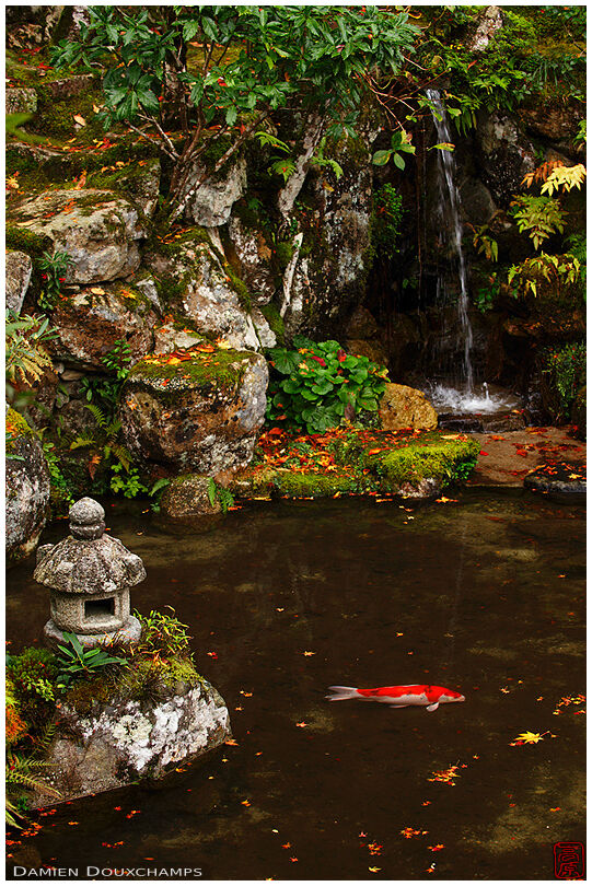 Stone lantern and koi carp, Jikko-in temple